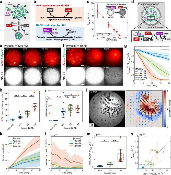 F-actin architecture determines the conversion of chemical energy 