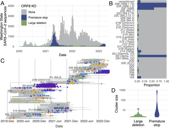 Positive selection underlies repeated knockout of ORF8 in SARS-CoV-2 evolution