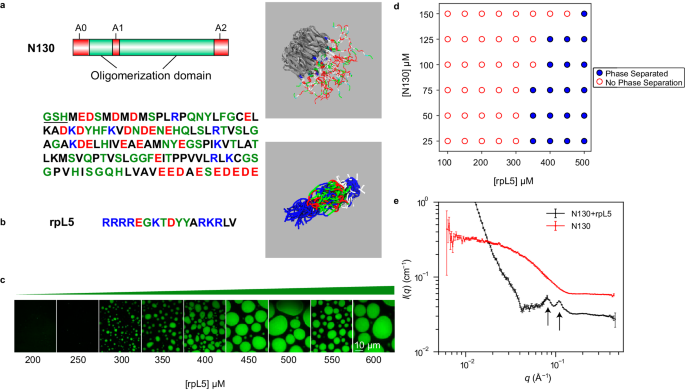 Biomolecular condensates form spatially inhomogeneous network fluids | Nature Communications biomolecular-condensates-form-spatially-inhomogeneous-network-fluids-nature-communications