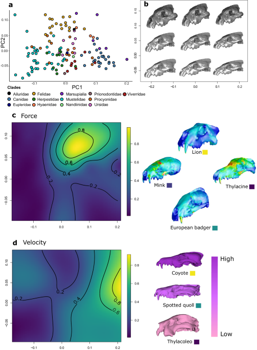 Unexpectedly uneven distribution of functional trade-offs explains 