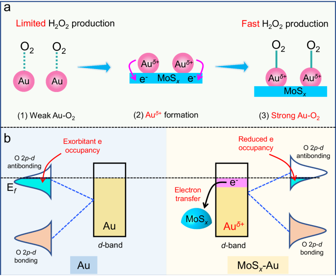 Enhancing photocatalytic H2O2 production with Au co-catalysts through ...
