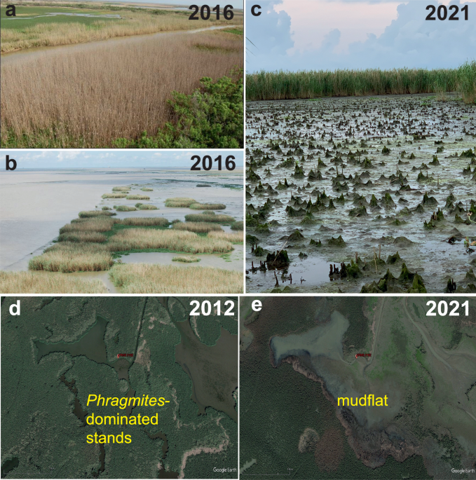 Vegetation dieback in the Mississippi River Delta triggered by 