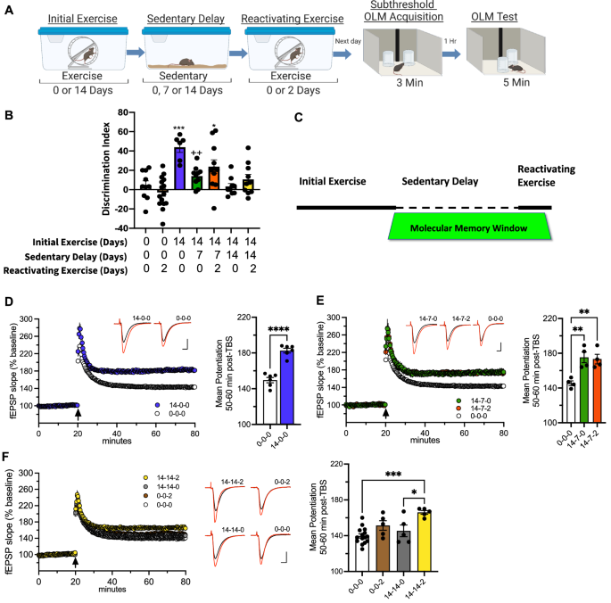 Scientists Uncover Molecular Key: How Exercise Reverses Age-Related Muscle Decline