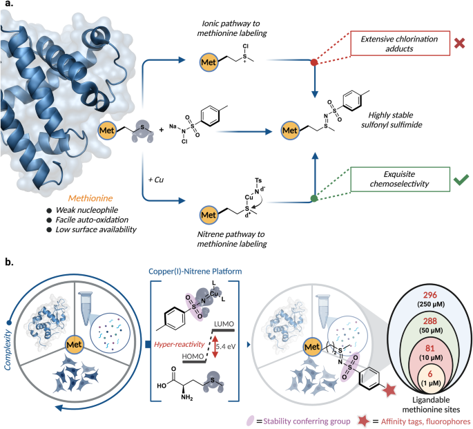 methionine glutathione price Copper(I)-nitrene platform for chemoproteomic profiling of MSpa by Dr. Mariotti Flavor:Hawaiian Pineapple Flavour Glutathione Body Lotion