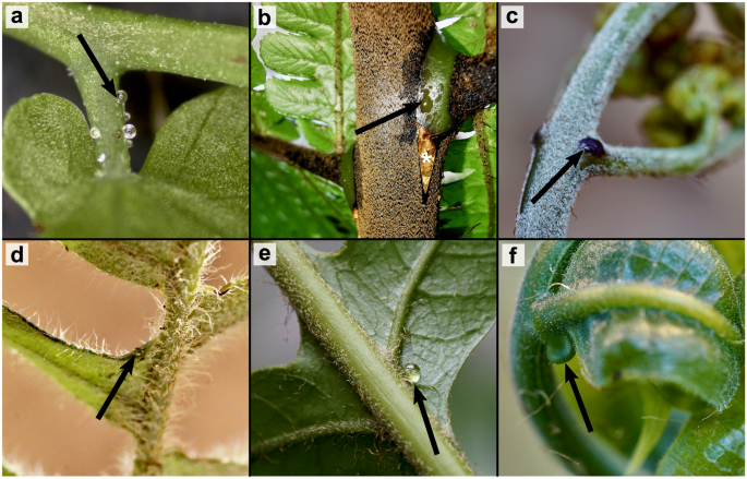 Convergent evolution of fern nectaries facilitated independent 