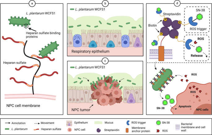 Prodrug-conjugated tumor-seeking commensals for targeted cancer ...