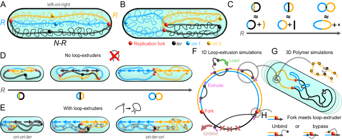 Loop-extruders alter bacterial chromosome topology to direct entropic forces for segregation