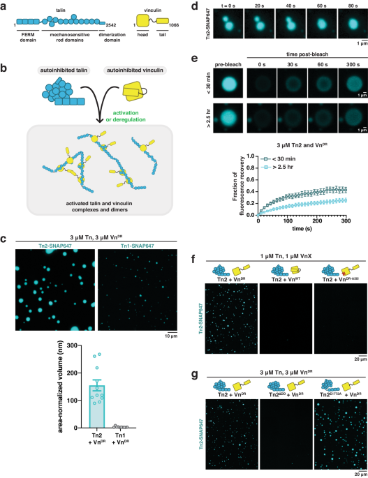 Membrane-induced 2D phase separation of the focal adhesion protein talin | Nature Communications membrane-induced-2d-phase-separation-of-the-focal-adhesion-protein-talin-nature-communications