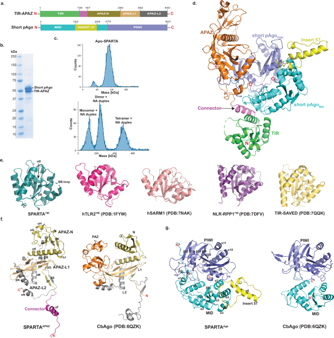 Nucleic acid mediated activation of a short prokaryotic Argonaute