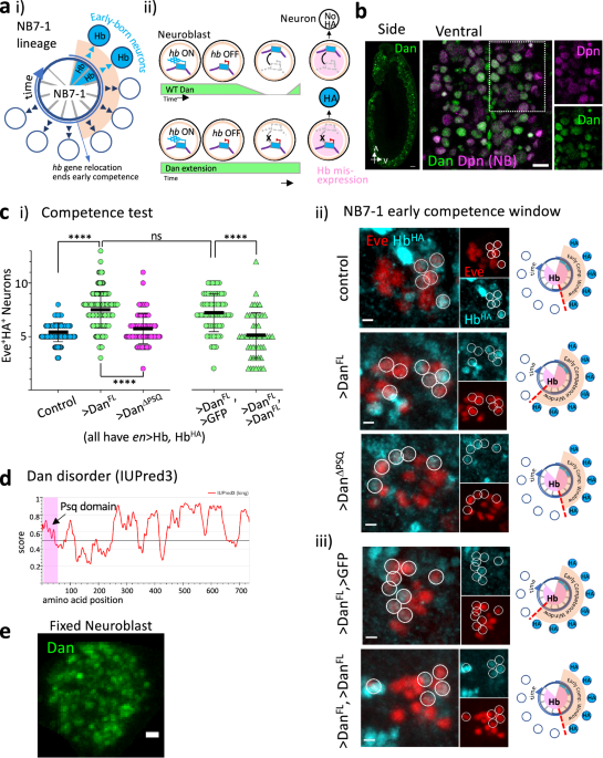 Dan forms condensates in neuroblasts and regulates nuclear architecture and progenitor competence in