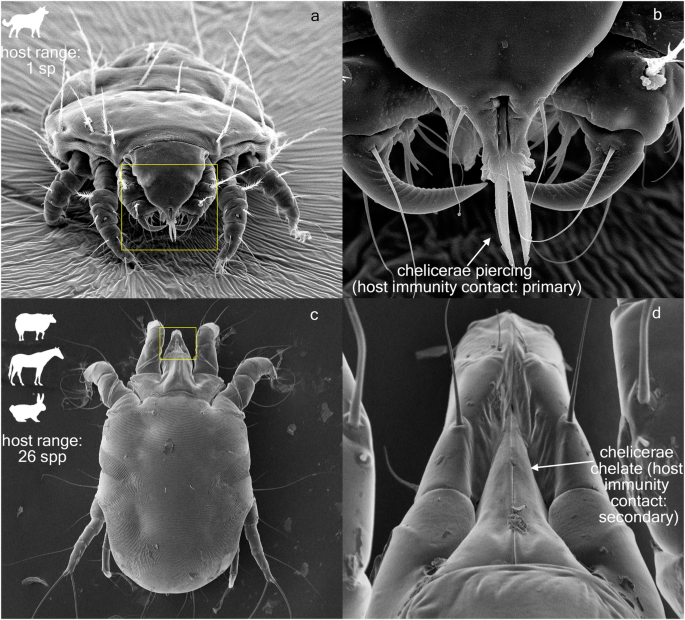 Predicting host range expansion in parasitic mites using a global