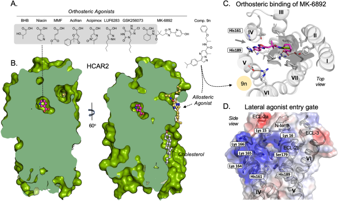 Multiple recent HCAR2 structures demonstrate a highly dynamic 