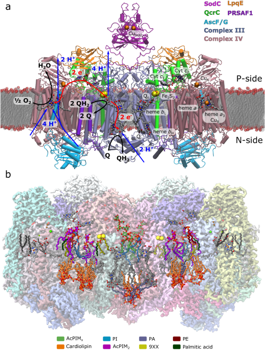 Long-range charge transfer mechanism of the iii2iv2 mycobacterial supercomplex
