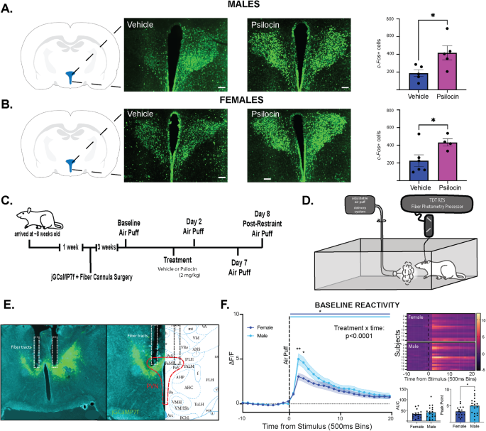 Increased reactivity of the paraventricular nucleus of the 