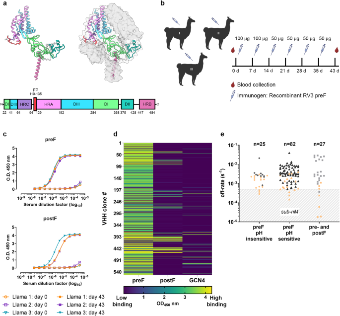 Structural basis for potent neutralization of human respirovirus type 3 ... image.