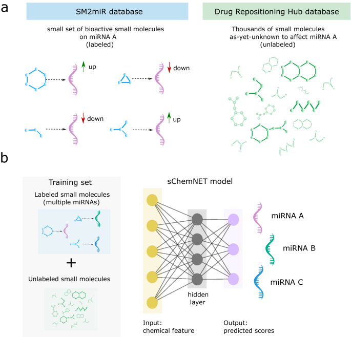 Schemnet: a deep learning framework for predicting small molecules targeting microrna function