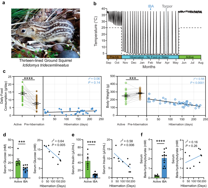 Hypothalamic hormone deficiency enables physiological anorexia in ... image.