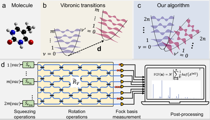 Large-scale photonic network with squeezed vacuum states for molecular ...