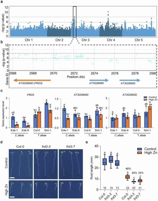 Natural variation of TBR confers plant zinc toxicity tolerance through root cell wall pectin methylesterification