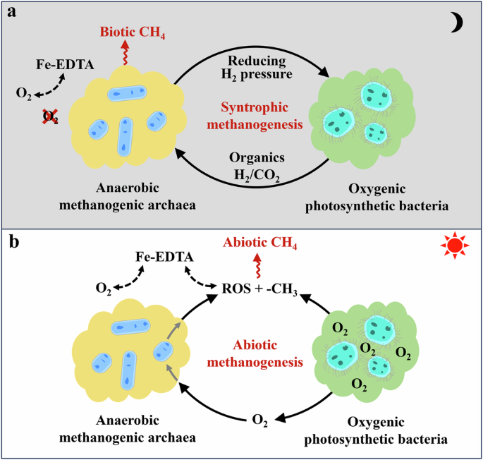 Unveiling the Unexpected Link between Oxygenic Photosynthesis and Methanogenesis in Freshwater Ecosystems