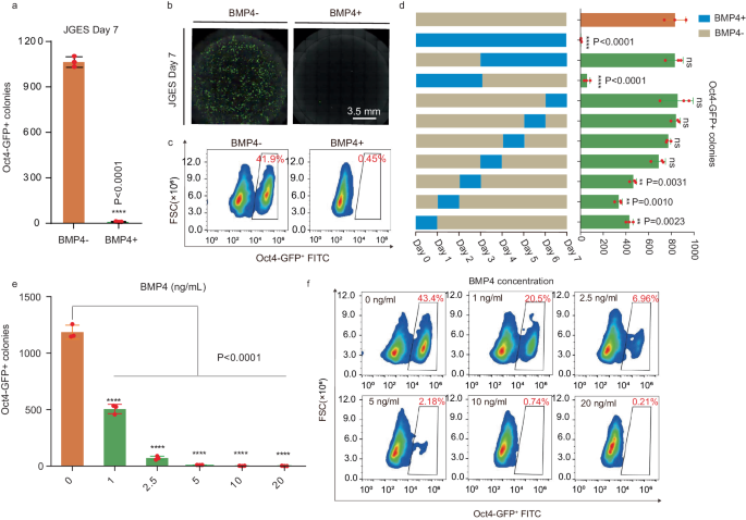 Cell fate decision by a morphogen-transcription factor-chromatin modifier axis