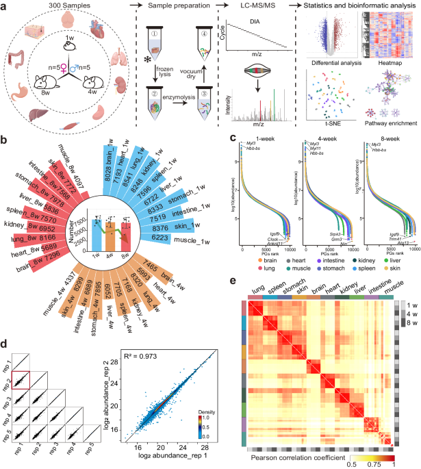 The mouse multi-organ proteome from infancy to adulthood