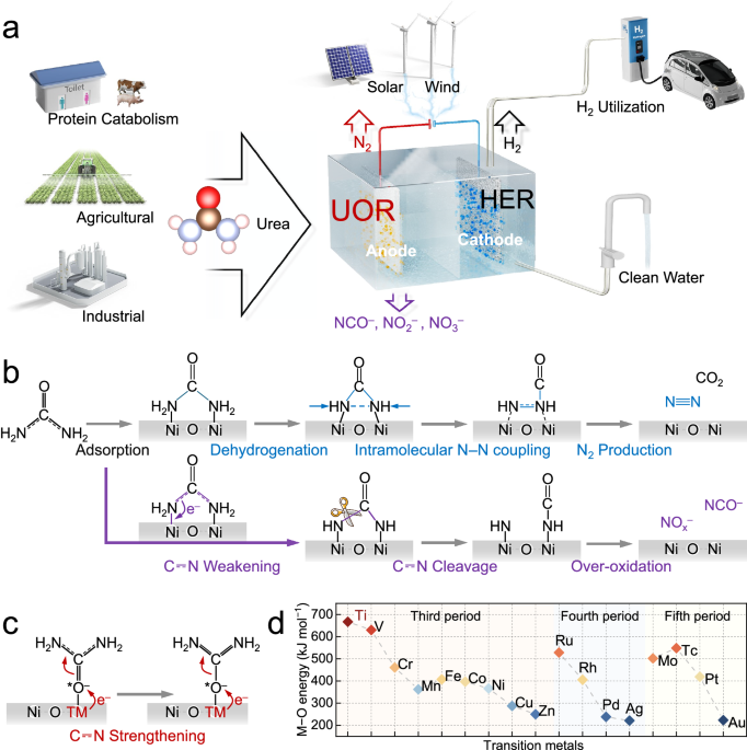 Innovative Electrochemical Approach for Urea Treatment and Hydrogen Production