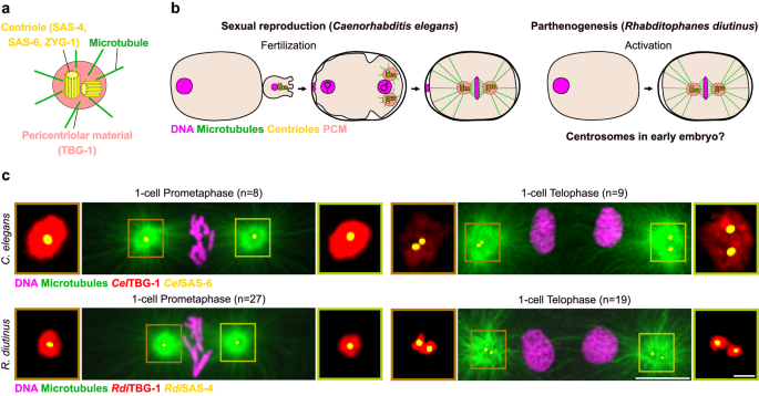 Maternal inheritance of functional centrioles in two  