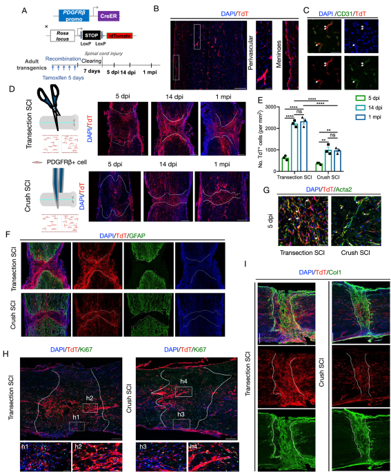 Heterogeneous fibroblasts contribute to fibrotic scar formation 