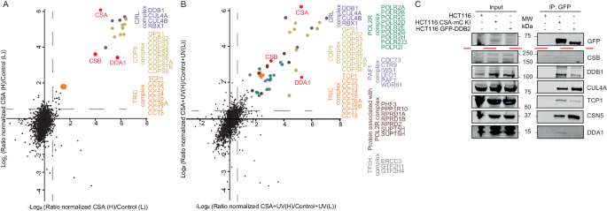 The small CRL4CSA ubiquitin ligase component DDA1 regulates transcription-coupled repair dynamics