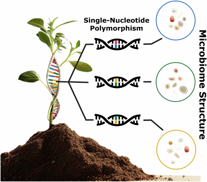 Coming of age for Microbiome gene breeding in plants | Nature Communications
