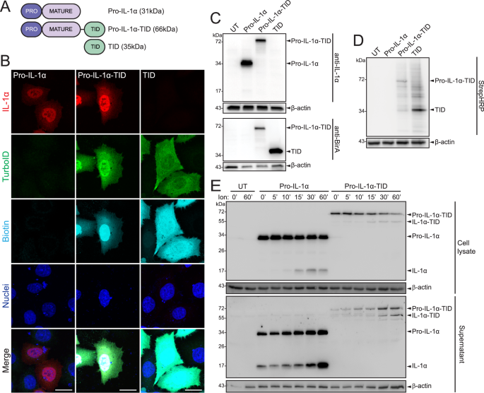 Proximity labelling of pro-interleukin-1α reveals evolutionary 