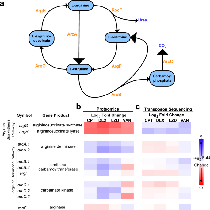 Restriction of arginine induces antibiotic tolerance in Staphylococcus ...