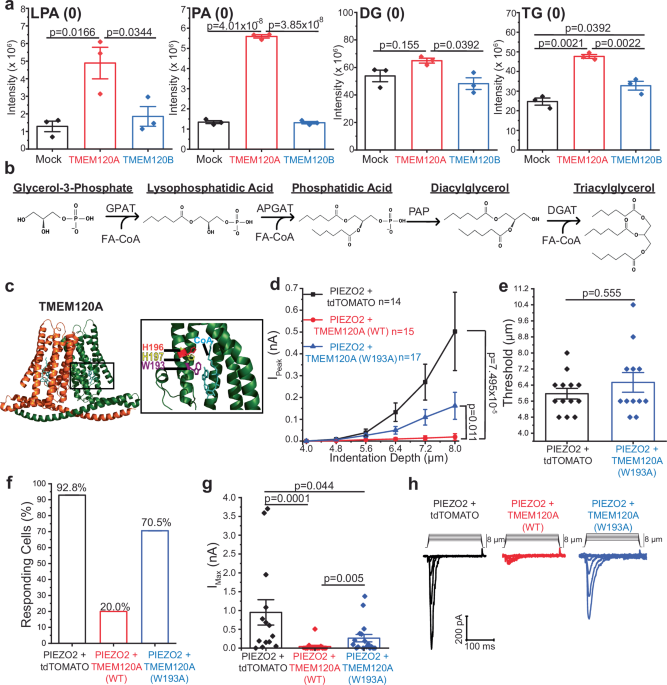 Phosphatidic acid is an endogenous negative regulator of PIEZO2 ...