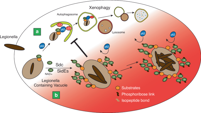 Legionella pneumophila evades host-autophagic clearance using phosphoribosyl-polyubiquitin chains