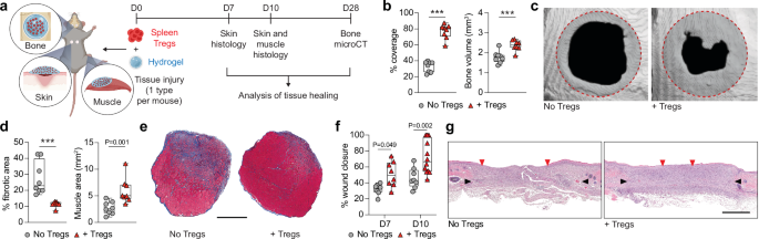 Local administration of regulatory T cells promotes tissue healing 