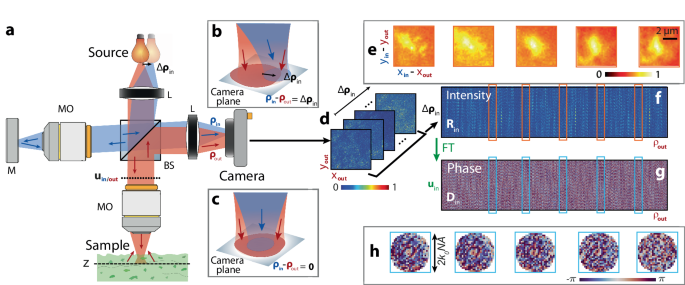 Harnessing forward multiple scattering for optical imaging deep inside ...