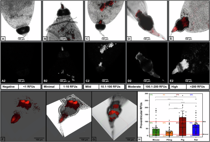 Transovarial transmission of Yersinia pestis in its flea vector 