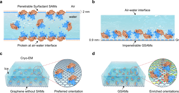 Self-assembled superstructure alleviates air-water interface effect in cryo-EM | Nature Communications self-assembled-superstructure-alleviates-air-water-interface-effect-in-cryo-em-nature-communications
