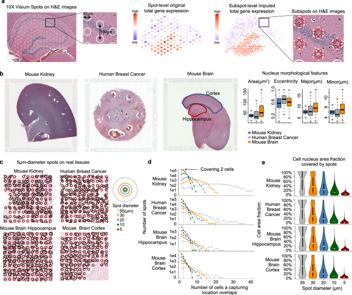 STIE: Single-cell level deconvolution, convolution, and clustering 