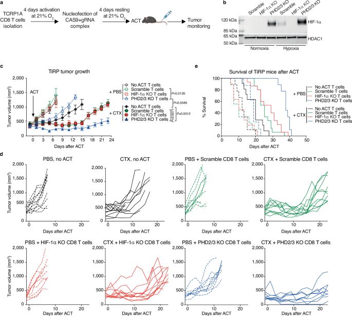 Enhanced tumor response to adoptive T cell therapy with PHD2/3 ...