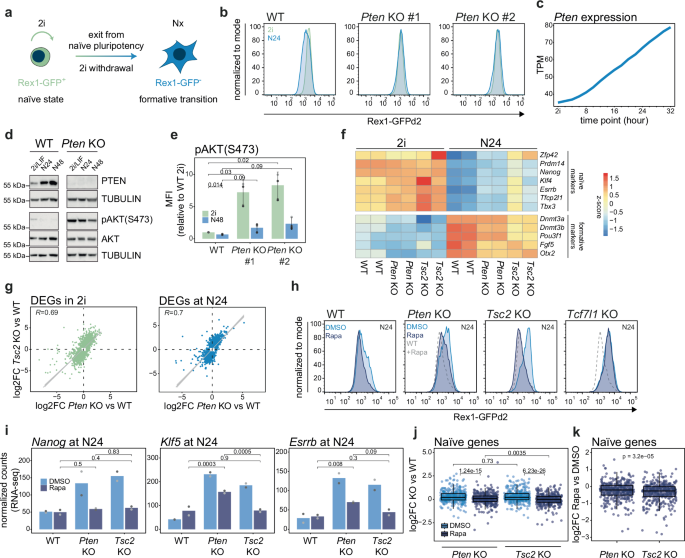 FoxO transcription factors actuate the formative pluripotency 