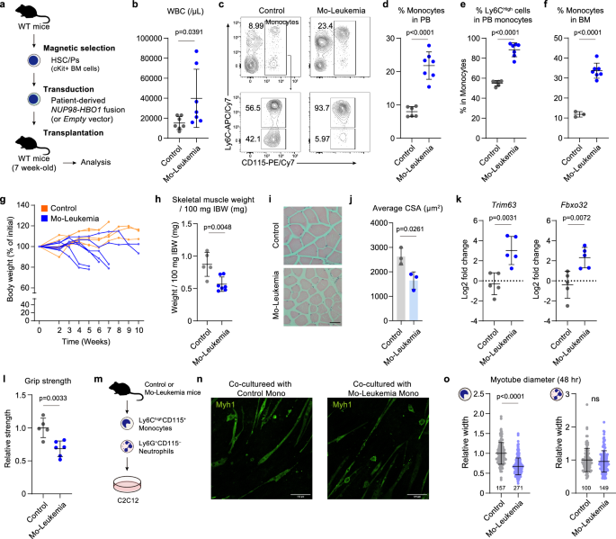 IL36G-producing neutrophil-like monocytes promote cachexia in cancer