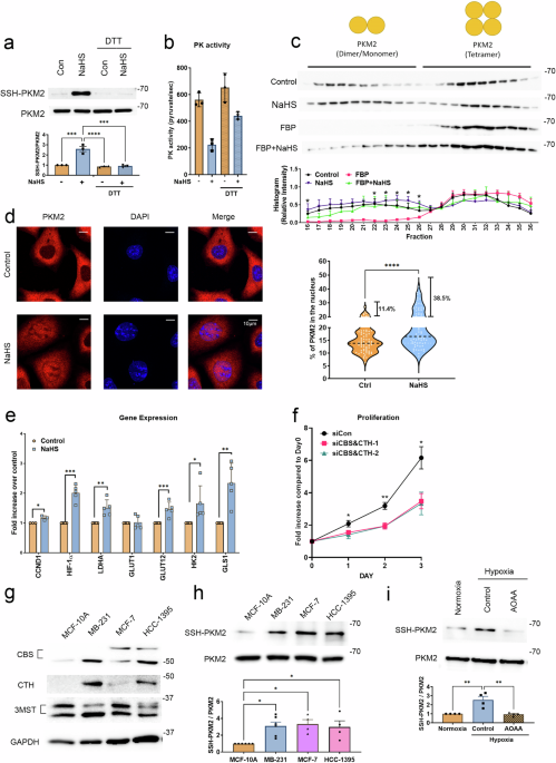 Unraveling the Role of Hydrogen Sulfide in Cancer Metabolism Modulation