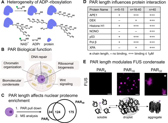 cation-induced-intramolecular-coil-to-globule-transition-in-poly-adp-ribose-nature-communications