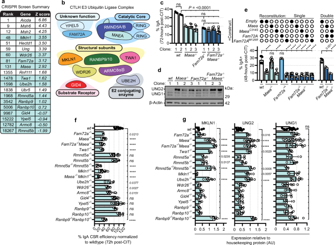 FAM72A degrades UNG2 through the GID/CTLH complex to promote mutagenic  repair during antibody maturation | Nature Communications