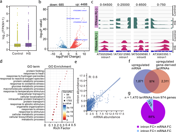 Sequestration of DBR1 to stress granules promotes lariat intronic RNAs accumulation for heat-stress tolerance | Nature Communications form-430-document-verification
