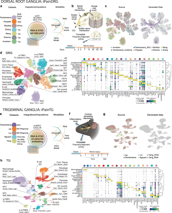 The single-cell transcriptomic atlas ipain identifies senescence of nociceptors as a therapeutical target for chronic pain treatment
