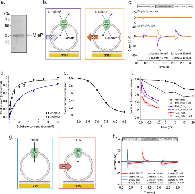 Chemiosmotic nutrient transport in synthetic cells powered by electrogenic antiport coupled to decarboxylation