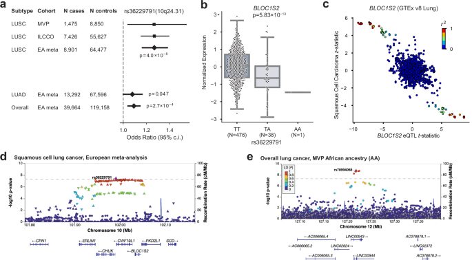 Multi-ancestry gwas meta-analyses of lung cancer reveal susceptibility loci and elucidate smoking-independent genetic risk